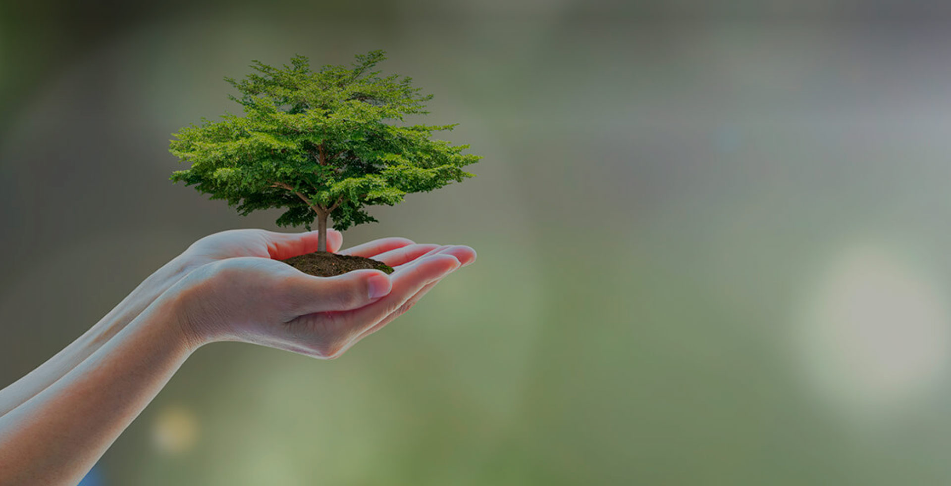 Todos nuestros productos y actividades se desarrollan de forma amigable con el medio ambiente